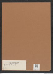Hyalodictya danae Ehr. (de-Toni-Nr.: Genus 220, Species 5506) Zeichnungen Sammlung Grunow Mappe 05286 (Herbarium_W_Grunow_drawings_Folder_05286)